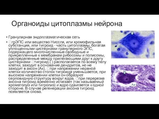 Органоиды цитоплазмы нейрона Гранулярная эндоплазматическая сеть грЭПС или вещество Ниссля, или хромофильная