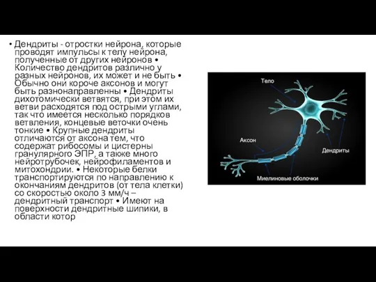 Дендриты - отростки нейрона, которые проводят импульсы к телу нейрона, полученные от