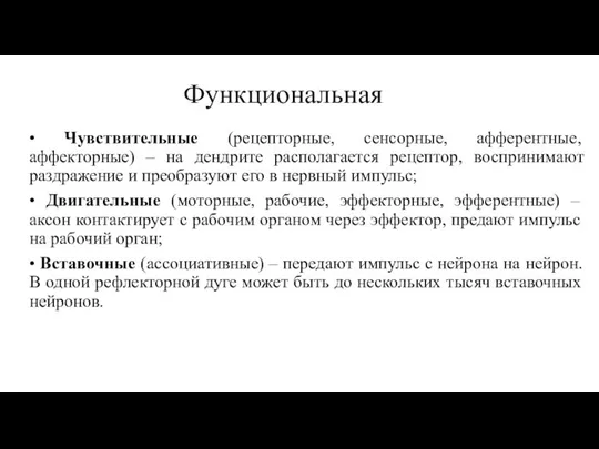 Функциональная • Чувствительные (рецепторные, сенсорные, афферентные, аффекторные) – на дендрите располагается рецептор,