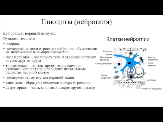 Глиоциты (нейроглия) Не проводят нервный импульс Функции гиоцитов: опорная поддержание тел и