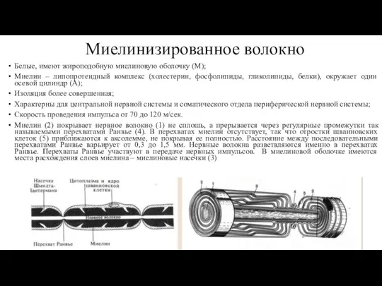 Миелинизированное волокно Белые, имеют жироподобную миелиновую оболочку (М); Миелин – липопротеидный комплекс