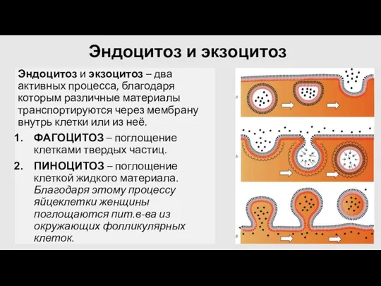 Эндоцитоз и экзоцитоз Эндоцитоз и экзоцитоз – два активных процесса, благодаря которым