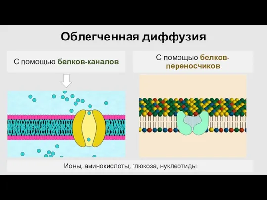 Облегченная диффузия С помощью белков-каналов С помощью белков-переносчиков Ионы, аминокислоты, глюкоза, нуклеотиды