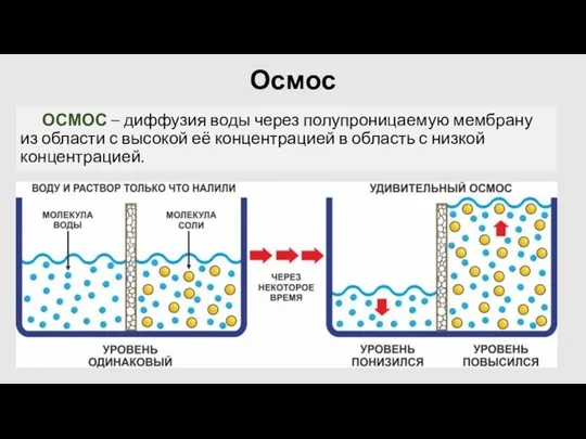 Осмос ОСМОС – диффузия воды через полупроницаемую мембрану из области с высокой