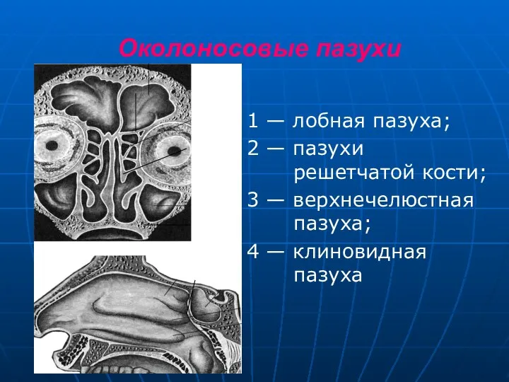 Околоносовые пазухи 1 — лобная пазуха; 2 — пазухи решетчатой кости; 3