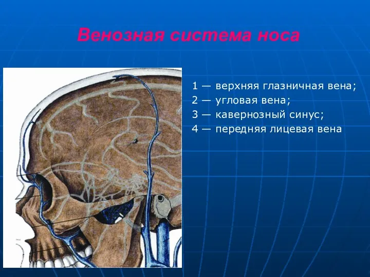 Венозная система носа 1 — верхняя глазничная вена; 2 — угловая вена;