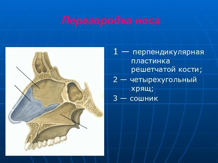 Перегородка носа 1 — перпендикулярная пластинка решетчатой кости; 2 — четырехугольный хрящ; 3 — сошник