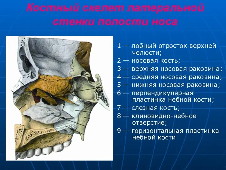 Костный скелет латеральной стенки полости носа 1 — лобный отросток верхней челюсти;