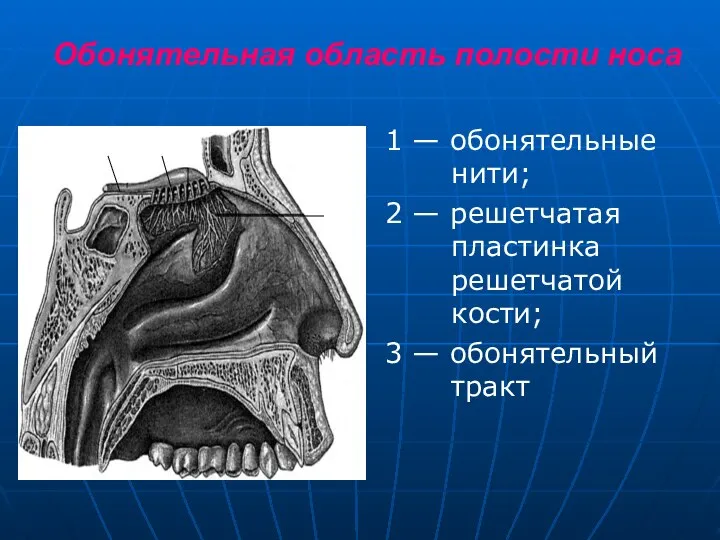 Обонятельная область полости носа 1 — обонятельные нити; 2 — решетчатая пластинка