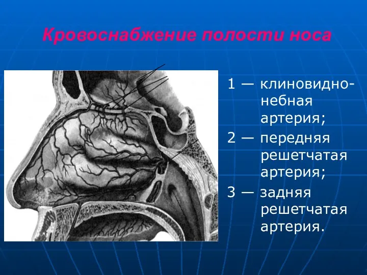 Кровоснабжение полости носа 1 — клиновидно- небная артерия; 2 — передняя решетчатая