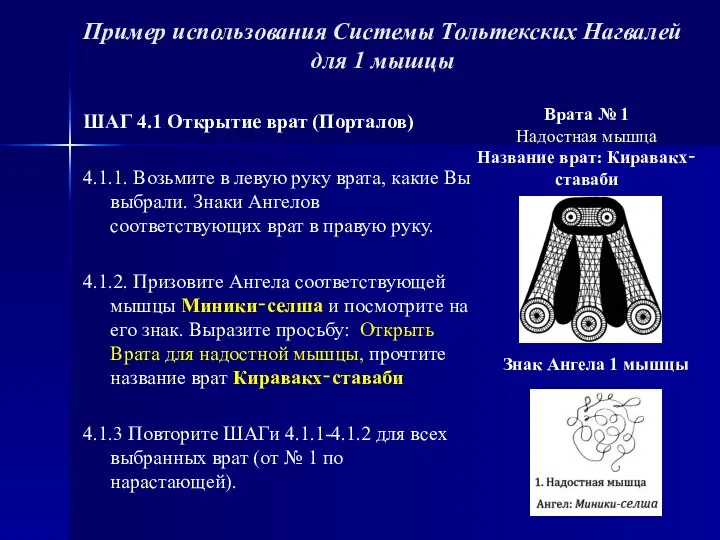 Пример использования Системы Тольтекских Нагвалей для 1 мышцы ШАГ 4.1 Открытие врат