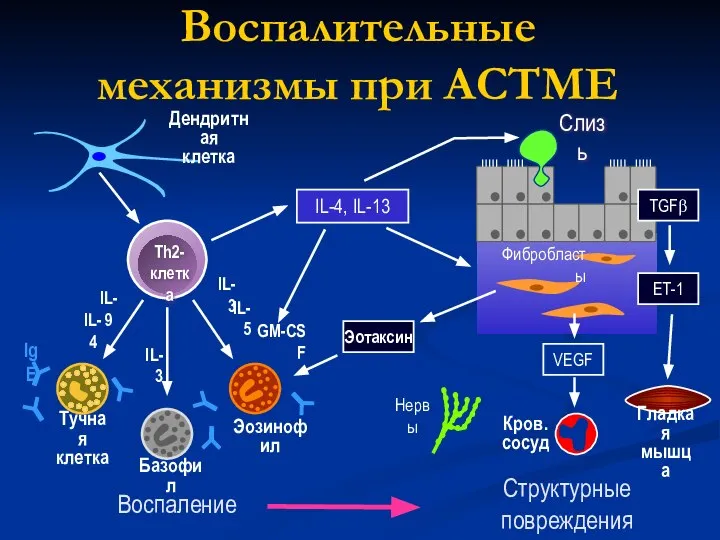 Воспалительные механизмы при АСТМЕ IL-9 IL-4 IL-3 GM-CSF IL-5 IL-3 Базофил Тучная