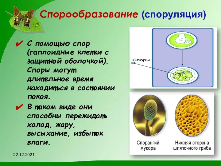 Спорообразование (споруляция) С помощью спор (гаплоидные клетки с защитной оболочкой). Споры могут