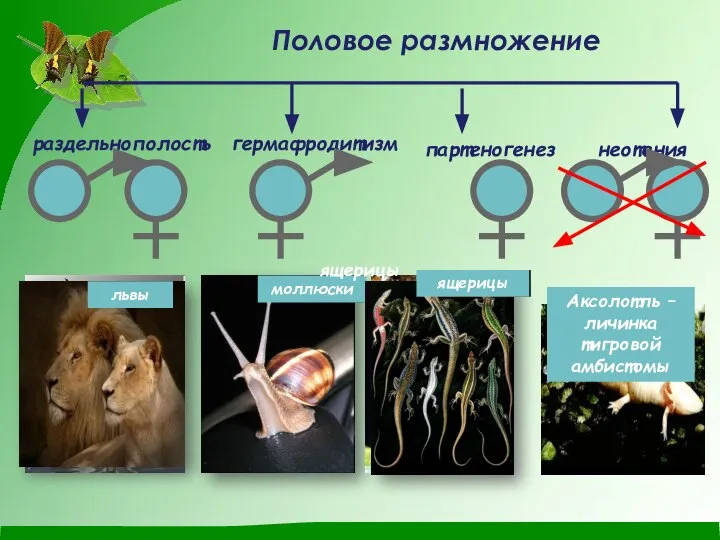 Половое размножение раздельнополость гермафродитизм партеногенез неотения жуки-носороги гуппи лебеди львы плоские черви