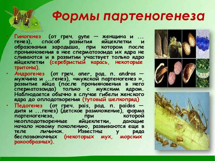 Формы партеногенеза Гиногенез (от греч. gyne — женщина и ...генез), способ развития