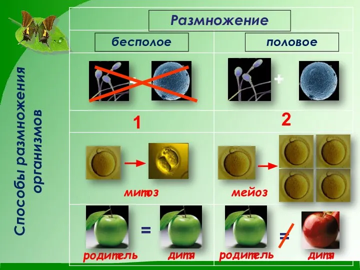 Размножение бесполое половое + + 1 2 мейоз митоз родитель родитель дитя