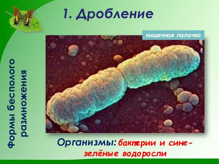 Формы бесполого размножения 1. Дробление Организмы: бактерии и сине-зелёные водоросли кишечная палочка