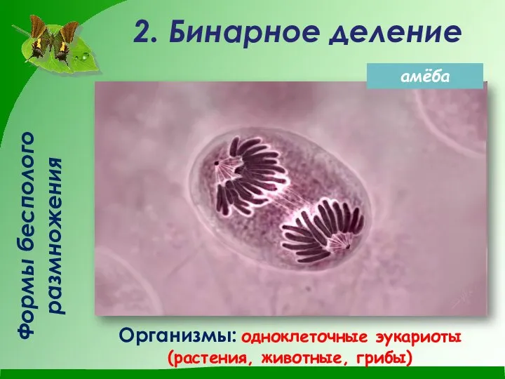 Формы бесполого размножения 2. Бинарное деление Организмы: одноклеточные эукариоты (растения, животные, грибы) амёба