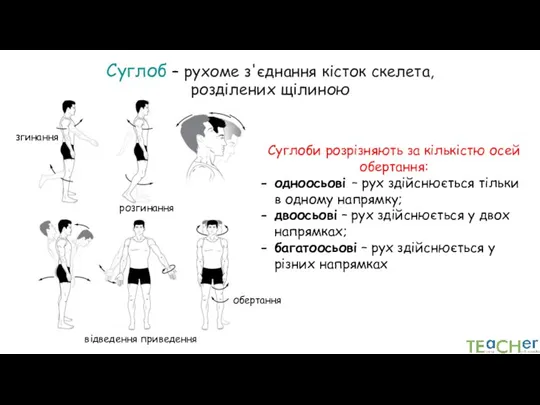 Суглоб – рухоме з'єднання кісток скелета, розділених щілиною Суглоби розрізняють за кількістю