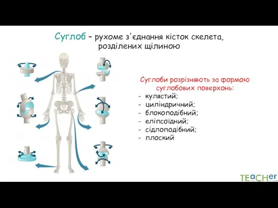 Суглоб – рухоме з'єднання кісток скелета, розділених щілиною Суглоби розрізняють за формою