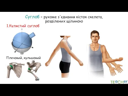 Суглоб – рухоме з'єднання кісток скелета, розділених щілиною 1.Кулястий суглоб Плечовий, кульшовий