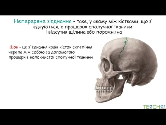 Неперервне з’єднання – таке, у якому між кістками, що з’єднуються, є прошарок