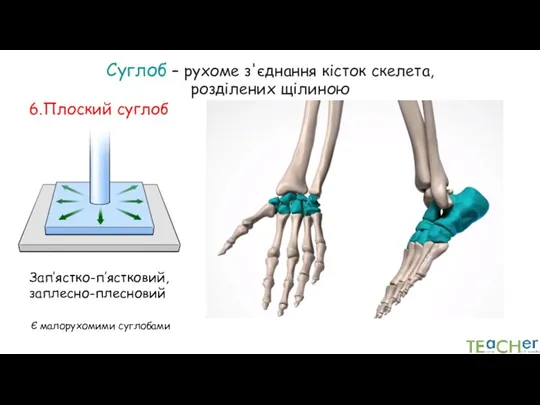 Суглоб – рухоме з'єднання кісток скелета, розділених щілиною 6.Плоский суглоб Зап’ястко-п’ястковий, заплесно-плесновий Є малорухомими суглобами