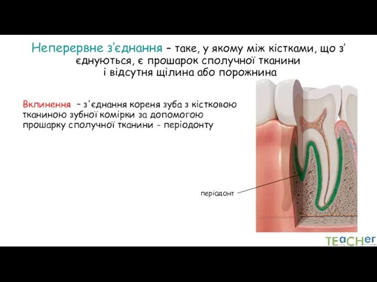 Неперервне з’єднання – таке, у якому між кістками, що з’єднуються, є прошарок