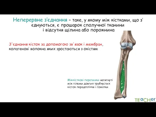 Неперервне з’єднання – таке, у якому між кістками, що з’єднуються, є прошарок