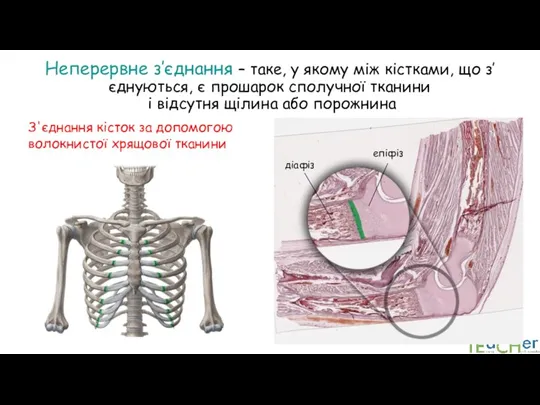 Неперервне з’єднання – таке, у якому між кістками, що з’єднуються, є прошарок