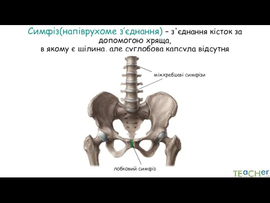 Симфіз(напіврухоме з’єднання) – з'єднання кісток за допомогою хряща, в якому є щілина,