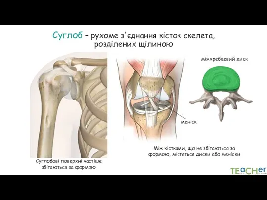 Суглоб – рухоме з'єднання кісток скелета, розділених щілиною Суглобові поверхні частіше збігаються