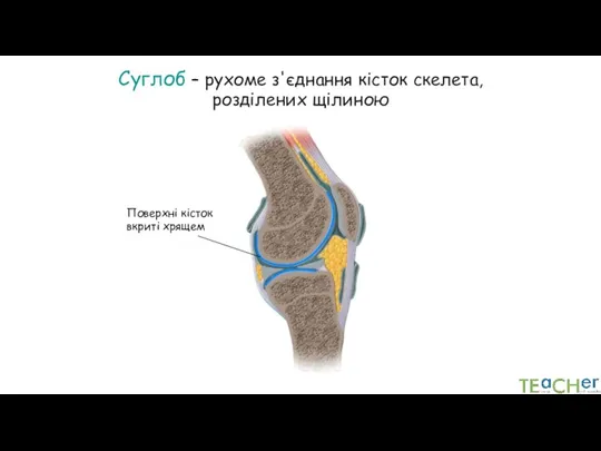 Суглоб – рухоме з'єднання кісток скелета, розділених щілиною Поверхні кісток вкриті хрящем