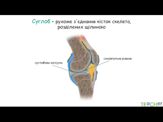 Суглоб – рухоме з'єднання кісток скелета, розділених щілиною суглобова капсула синовіальна рідина