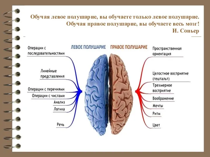 Обучая левое полушарие, вы обучаете только левое полушарие. Обучая правое полушарие, вы