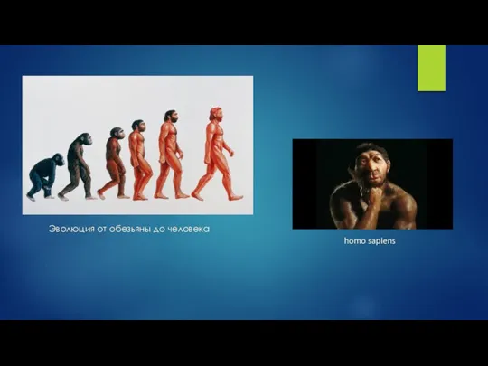 homo sapiens Эволюция от обезьяны до человека