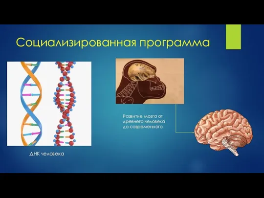 Социализированная программа Развитие мозга от древнего человека до современного ДНК человека