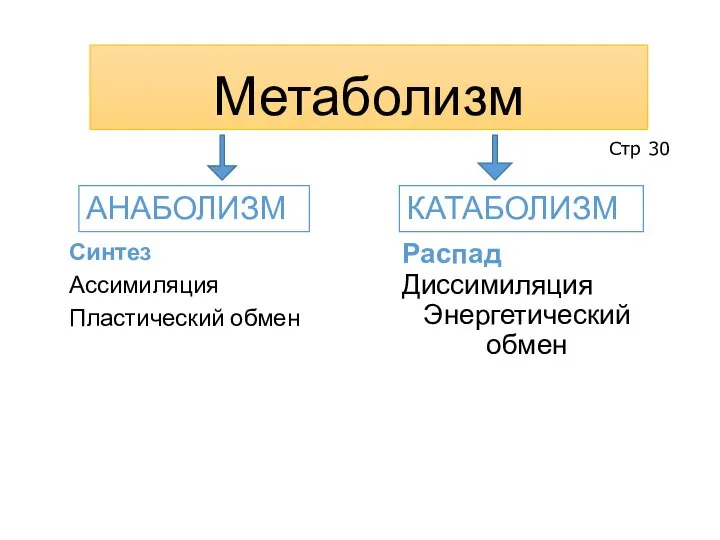 Метаболизм Синтез Ассимиляция Пластический обмен Распад Диссимиляция Энергетический обмен Стр 30 АНАБОЛИЗМ КАТАБОЛИЗМ