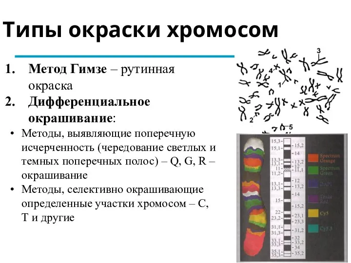 Типы окраски хромосом Метод Гимзе – рутинная окраска Дифференциальное окрашивание: Методы, выявляющие