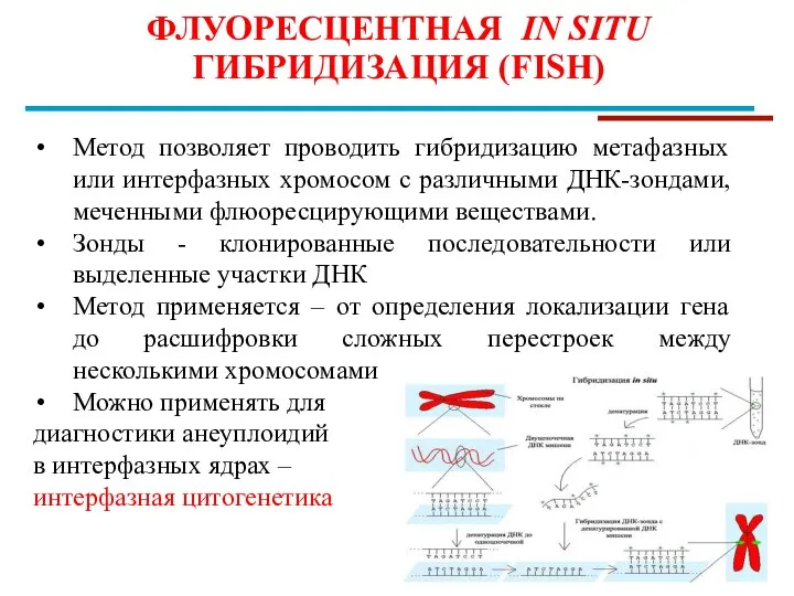 ФЛУОРЕСЦЕНТНАЯ IN SITU ГИБРИДИЗАЦИЯ (FISH) Метод позволяет проводить гибридизацию метафазных или интерфазных