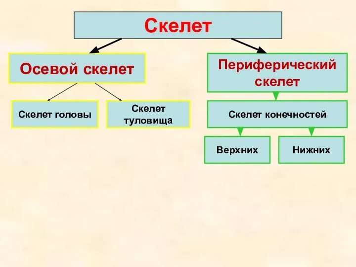 Скелет Осевой скелет Периферический скелет Скелет туловища Скелет головы Скелет конечностей Верхних Нижних