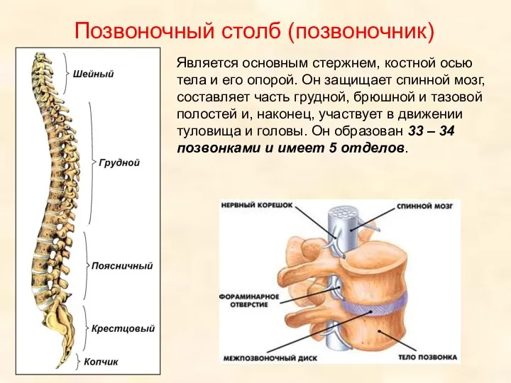 Позвоночный столб (позвоночник) Является основным стержнем, костной осью тела и его опорой.