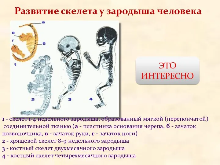 Развитие скелета у зародыша человека 1 - скелет 1-4 недельного зародыша, образованный