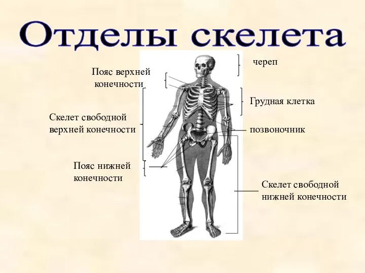 череп Пояс верхней конечности Скелет свободной нижней конечности Скелет свободной верхней конечности