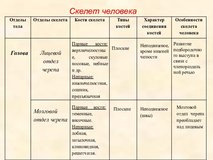 Скелет человека Голова Лицевой отдел черепа Парные кости: верхнечелюстные, скуловые носовые, небные