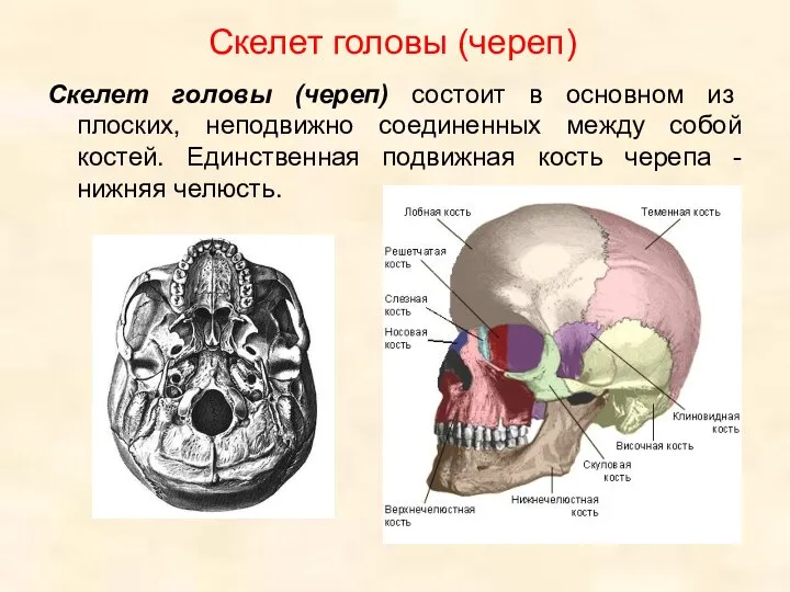Скелет головы (череп) Скелет головы (череп) состоит в основном из плоских, неподвижно