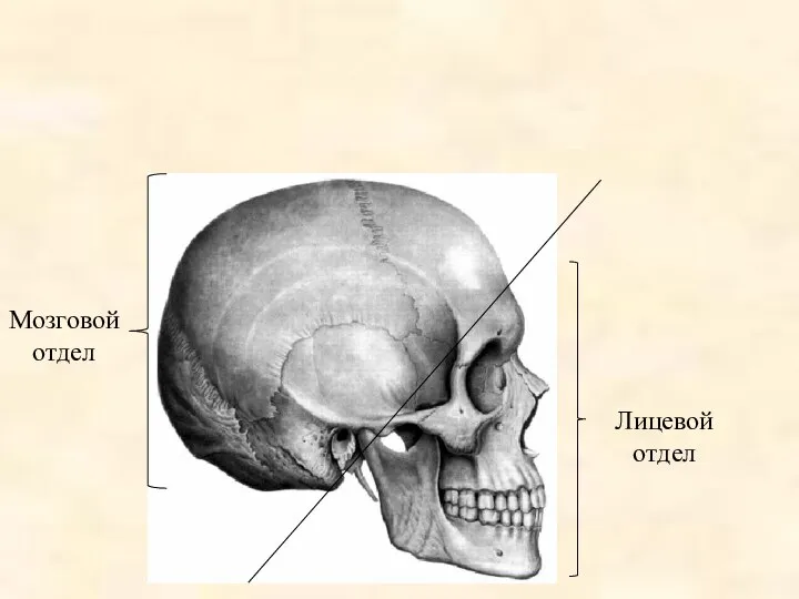 Мозговой отдел Лицевой отдел Мозговой отдел черепа человека преобладает над лицевым