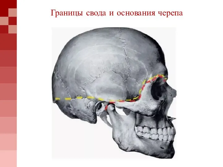 Границы свода и основания черепа