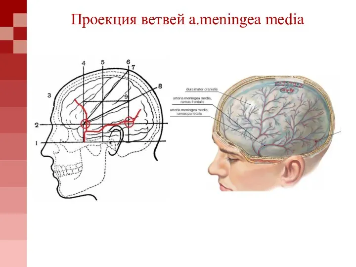 Проекция ветвей a.meningea media