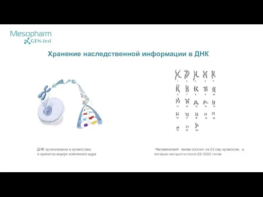 Хранение наследственной информации в ДНК ДНК организована в хромосомы и хранится внутри